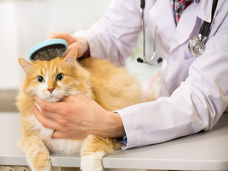 Éleveuse de chat à Saint-Thibault-des-Vignes<br>Pension pour chats à Saint-Thibault-des-Vignes<br>Chats de compagnie à Saint-Thibault-des-Vignes
