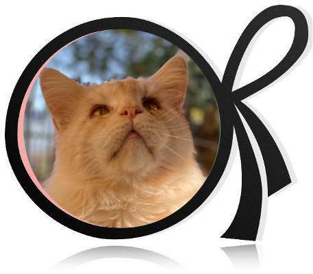 Chat maine coon Val-de-Marne