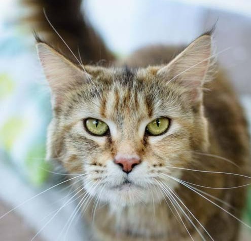 Éleveuse de chat à Othis <br>Pension pour chats à Othis <br>Chats de compagnie à Othis