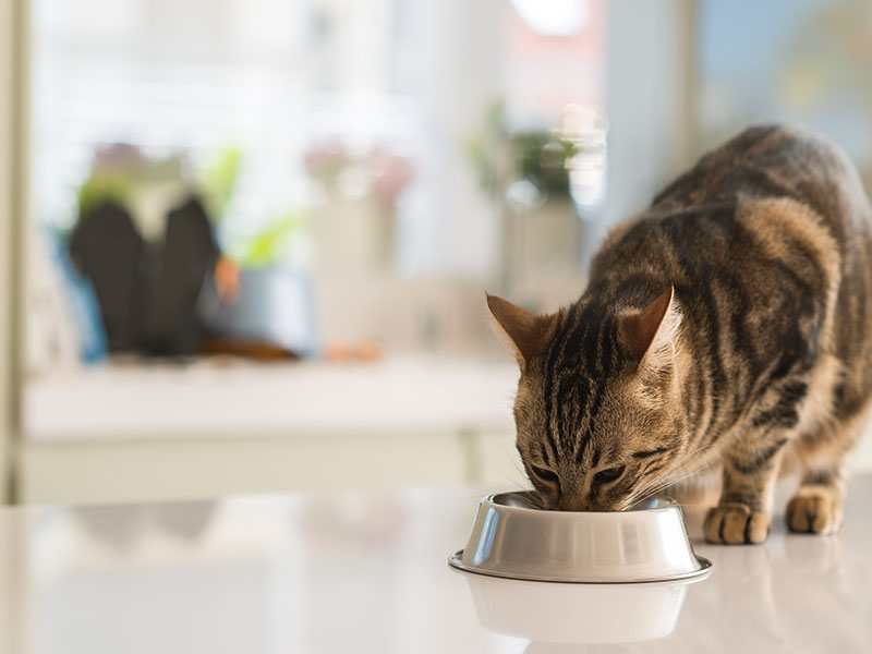 Éleveuse de chat à Montévrain <br>Pension pour chats à Montévrain <br>Chats de compagnie à Montévrain