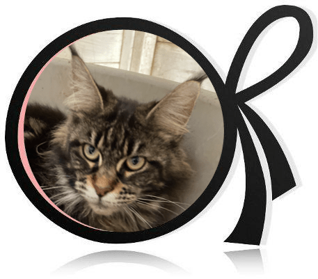 Chat maine coon Val-de-Marne