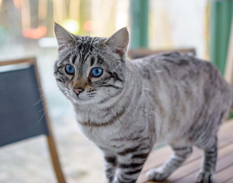 Pension pour chats Val-de-Marne