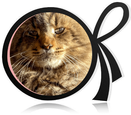 Chat maine coon Val-de-Marne