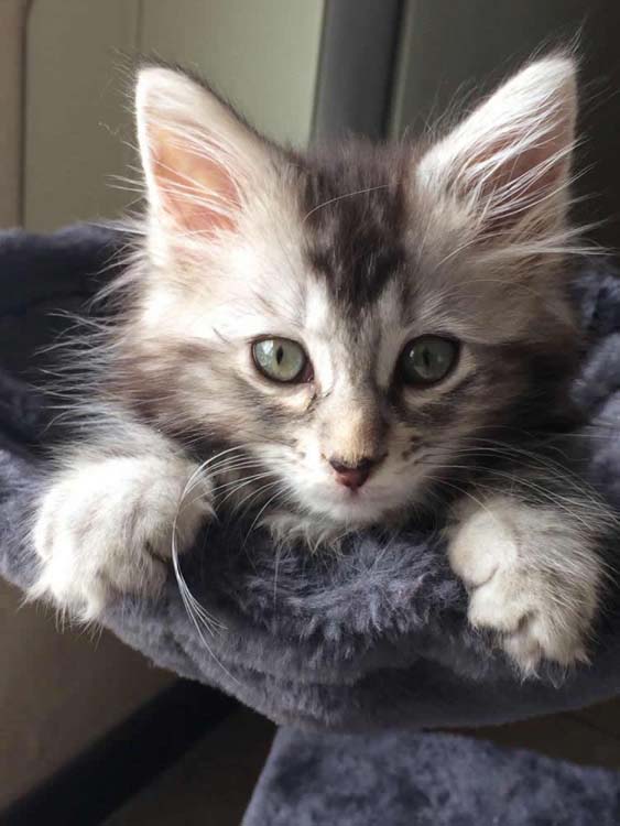 Chat maine coon Val-de-Marne