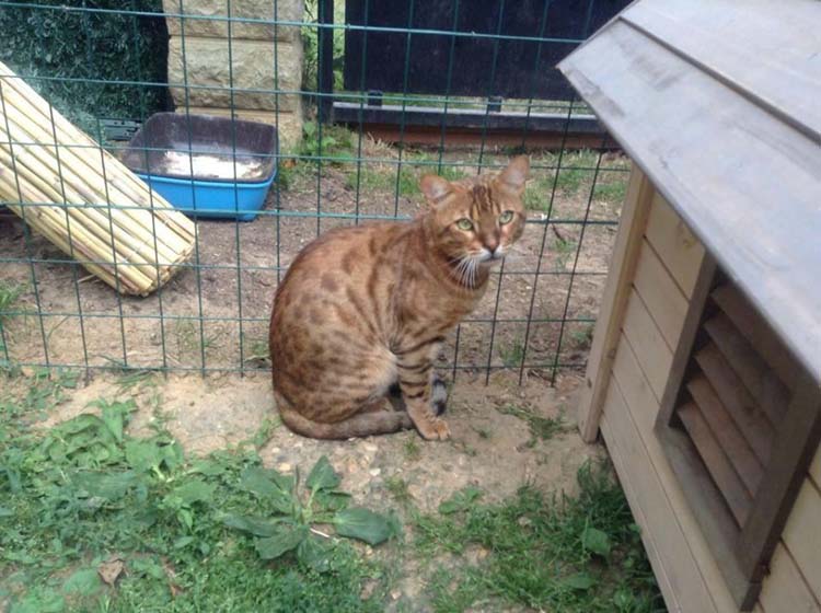 Chat bengal Val-de-Marne