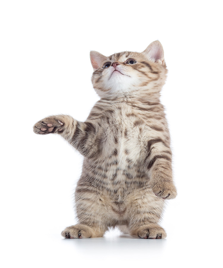 Pension pour chat, Montreuil <br>Pension féline, Montreuil <br>Hébergement pour chat, Montreuil