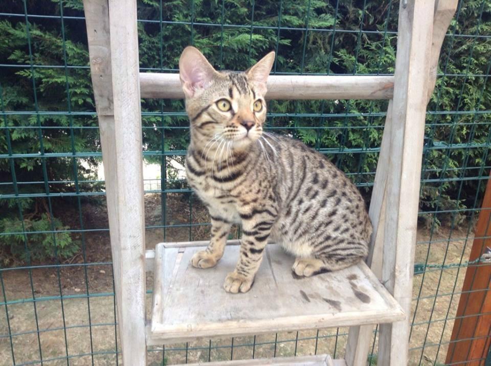 Pension pour chat, Serris <br>Pension féline, Serris <br>Hébergement pour chat, Serris