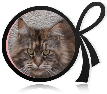 Chat maine coon Val-de-Marne