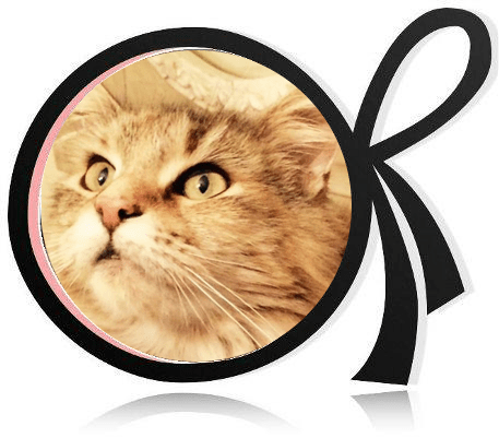 Chat maine coon Val-de-Marne