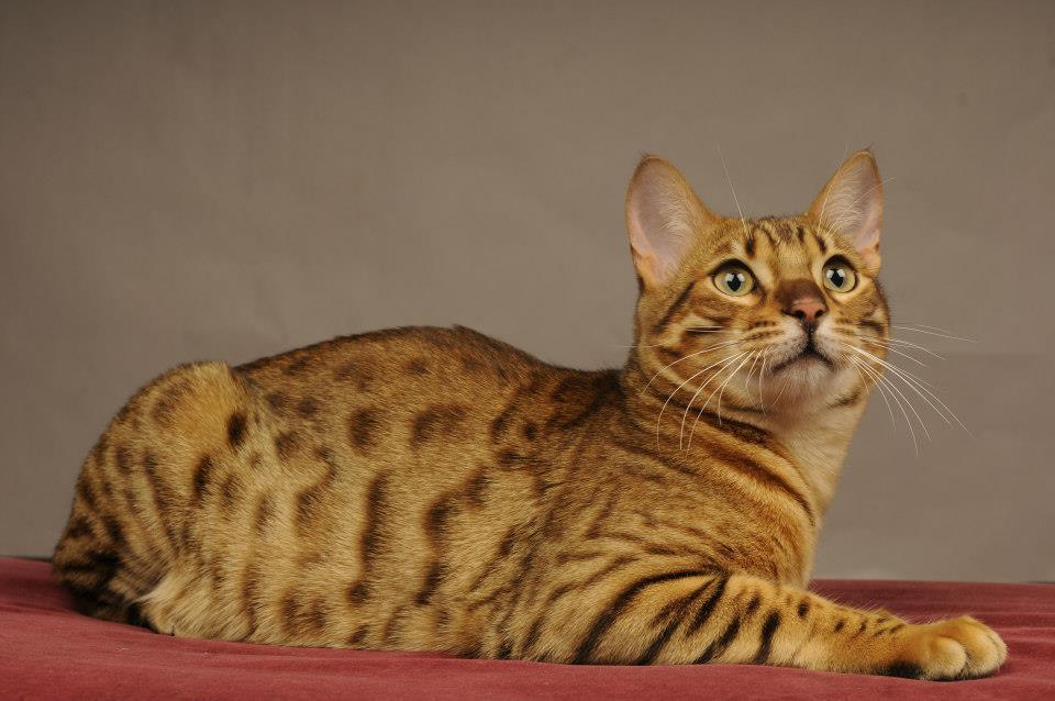Pension pour chat, Montévrain <br>Pension féline, Montévrain <br>Hébergement pour chat, Montévrain