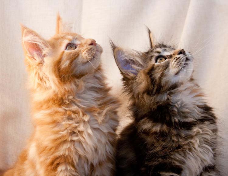 Chat maine coon Val-de-Marne - La CHATTERIE DU CLOS DE L’ORME