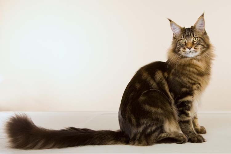 Chat maine coon Val-de-Marne